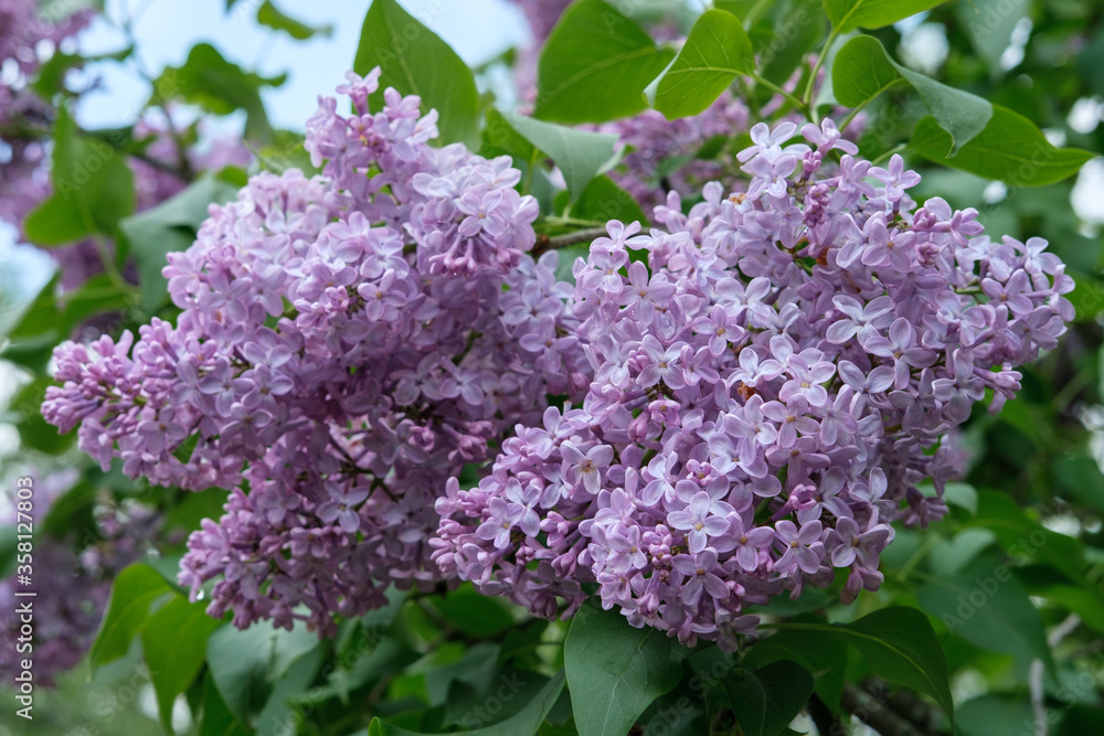 Obraz premium A large bouquet of pink lilac flowers close-up on a background of green leaves.