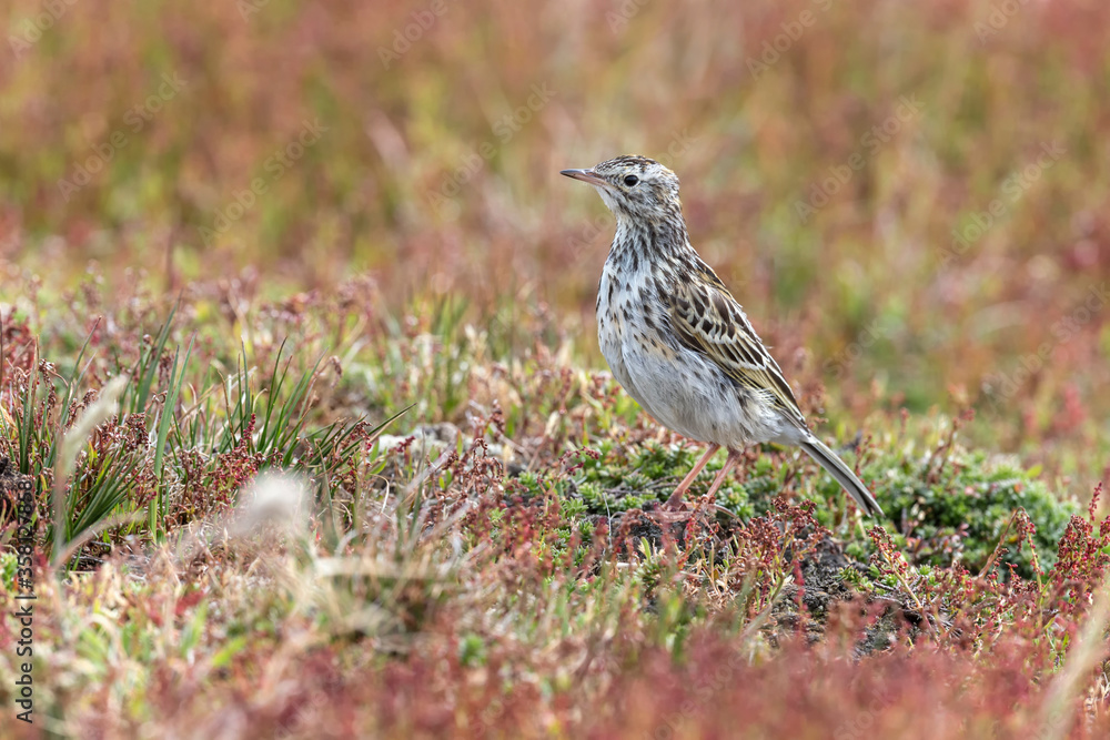 An adult Falkland Pipit