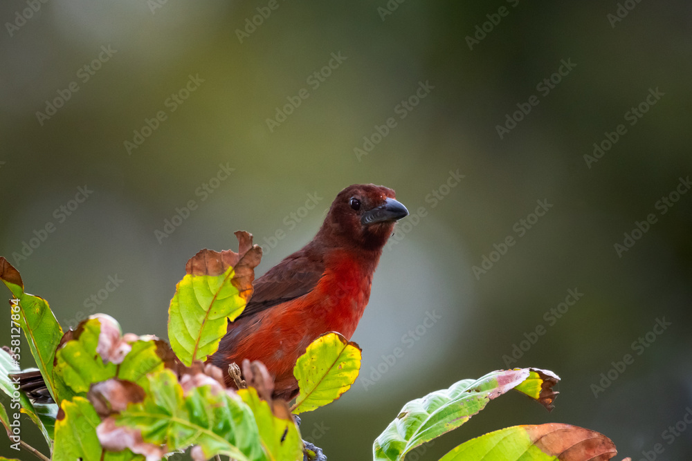 A Silver-beaked Tanager perching in a tree with a green background. A Silver-beaked Tanager perching in a tree with a green background.