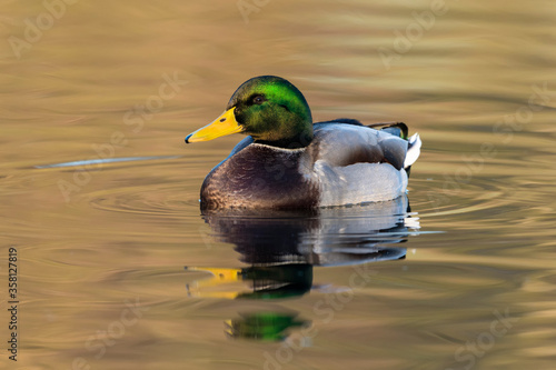 An adult Drake Mallard at sunset