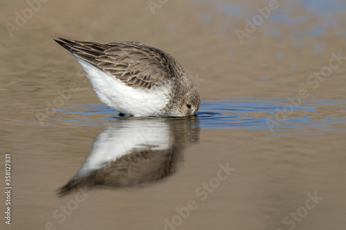 A winter, non breeding plumage Dunlin feeding photo