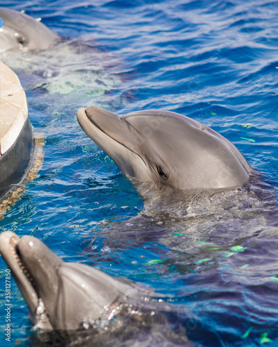 The yong Bottlenose dolphin is swimming in red sea