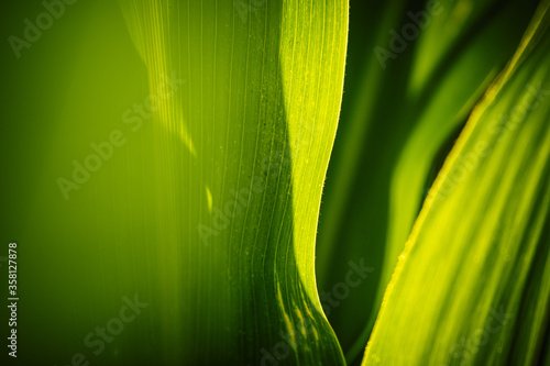 Close-up view of grass in a field of cobs