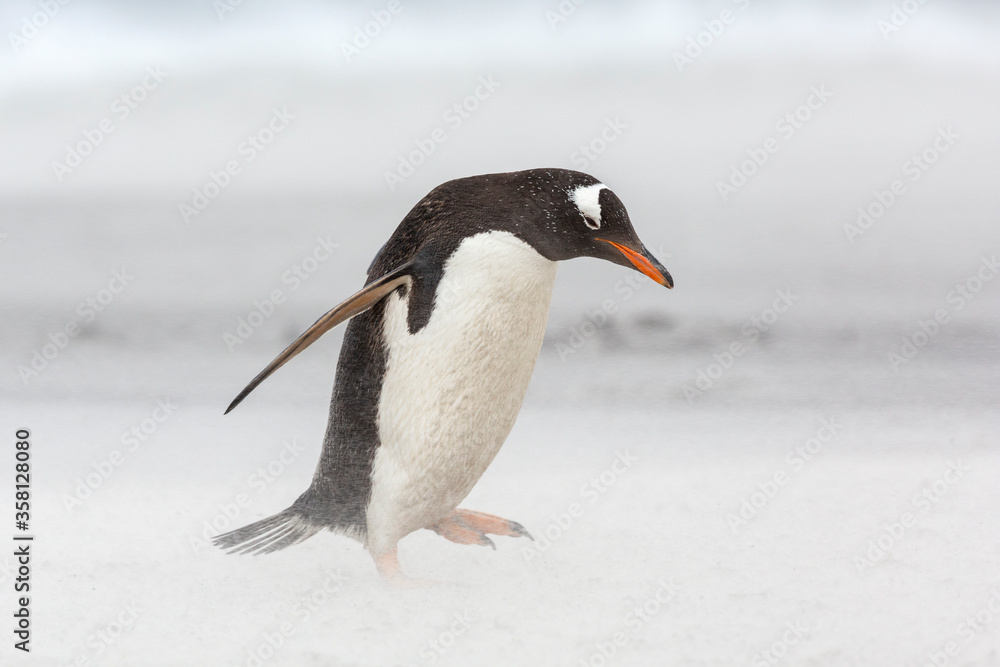 Naklejka premium An adult Gentoo Penguin struggling through a sand storm