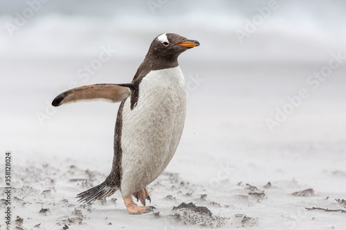 An adult Gentoo Penguin struggling through a sand storm