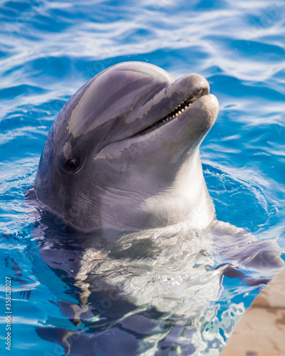 The yong Bottlenose dolphin is swimming in red sea
