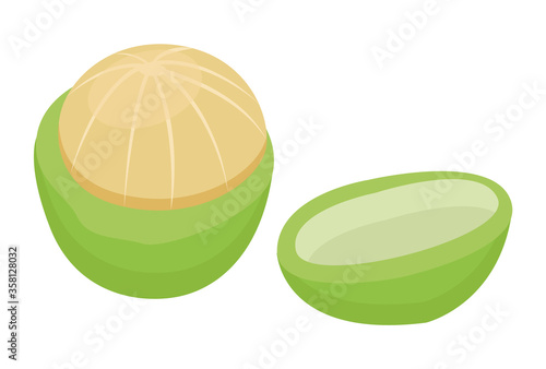 Macadamia nut isolated on white background. Small core inside cracked nutshell. Edible product used in hair care, cosmetics as oil. Maturation of maroochi nuts. Vector illustration in flat style