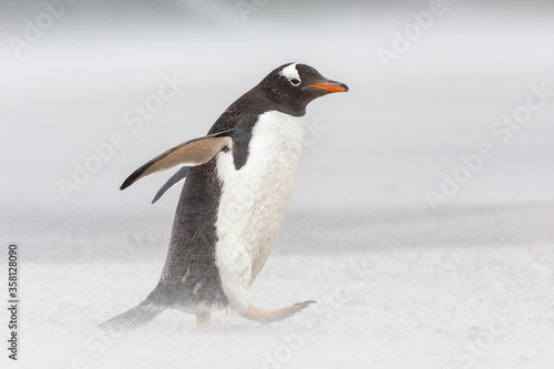 An adult Gentoo Penguin struggling through a sand storm