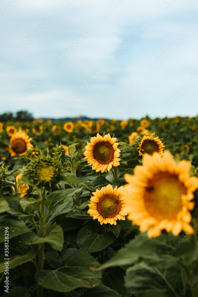 Large sunflower field