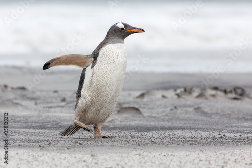 An adult Gentoo Penguin struggling through a sand storm