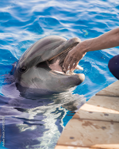 The yong Bottlenose dolphin is swimming in red sea