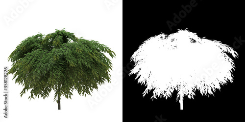 Front view of tree (Salix Rapens Var Nitida) png with alpha channel to cutout made with 3D render photo