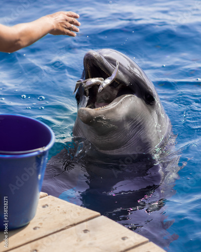The yong Bottlenose dolphin is swimming in red sea