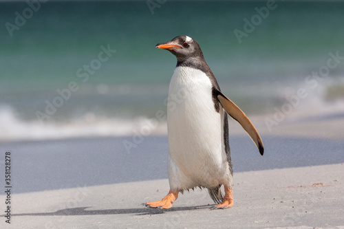 An adult Gentoo Penguin walking on a beach