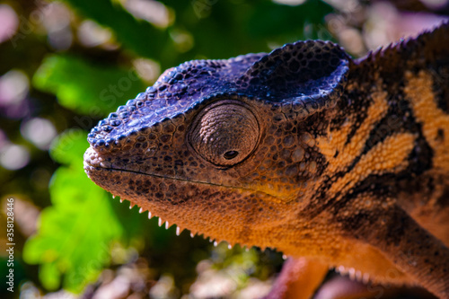 It s Oustalet s or Malagasy giant chameleon  Furcifer oustaleti  is a very large species of chameleon that is endemic to Madagascar