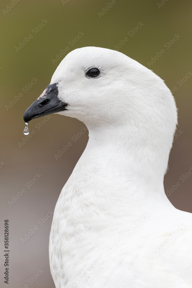 Male Kelp Goose portrait