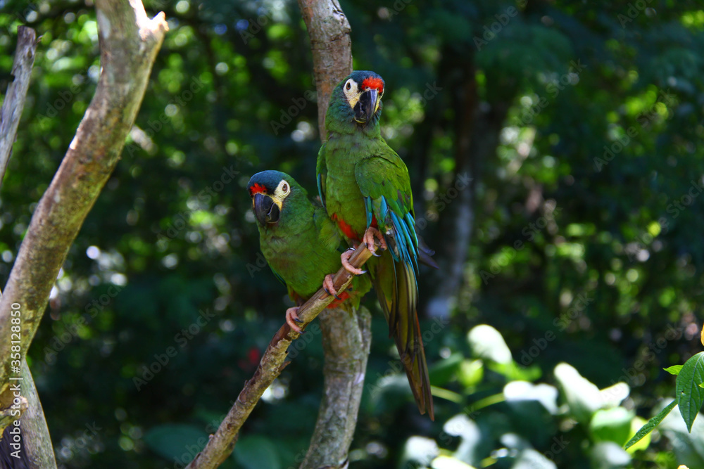 Obraz premium pareja de pajaros en una rama