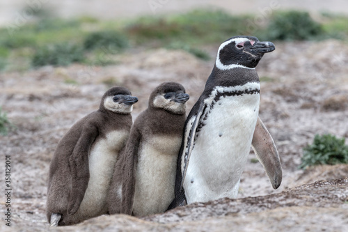 Magellanic Penguin family