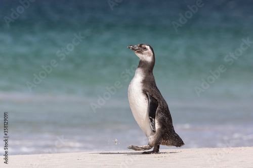 Magellanic Penguin youngster walking on the beach