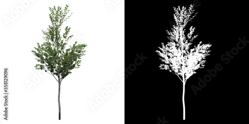 Obraz na plátne Front view of tree (Betula) png with alpha channel to cutout made with 3D render