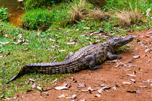 It s Nile crocodile  Crocodylus niloticus   Africa