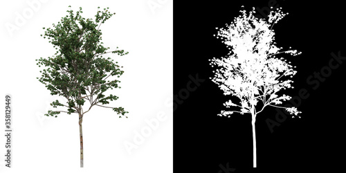 Front view of tree (Betula Albosinensis Fascination) png with alpha channel to cutout made with 3D render