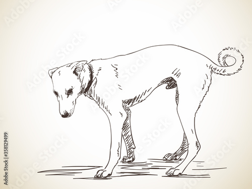 dog