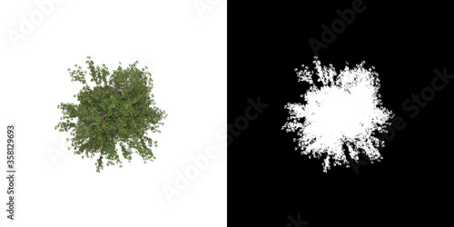 Top view of tree (Betula Albosinensis Fascination) png with alpha channel to cutout made with 3D render photo