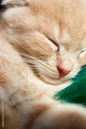 Scottish Fold, British Shorthair kitten sleeping in basket at home. Little cat portrait. © bondarillia