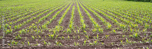 Young corn growing in rows - agriculture and farming.