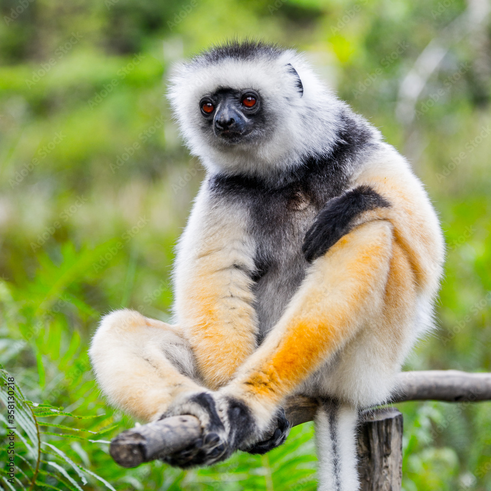 Naklejka premium Lemurs in Madagascar