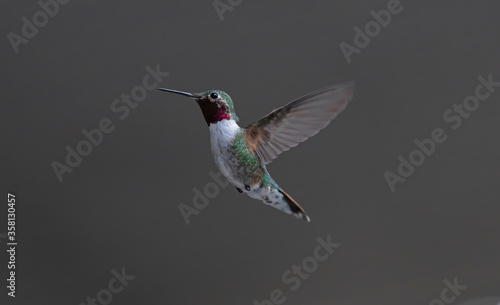 Colorado red throated hummingbird 1