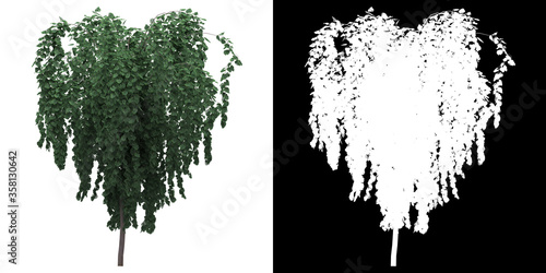 Left view of tree (Cercidiphyllum Japonicum Pendulum) png with alpha channel to cutout made with 3D render