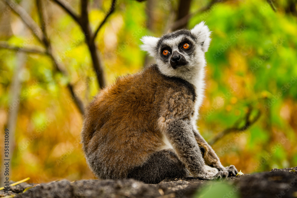 Obraz premium Lemurs in Madagascar