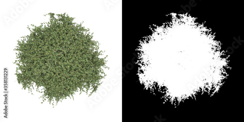 Top view of tree (Crataegus_Laevigata) png with alpha channel to cutout made with 3D render