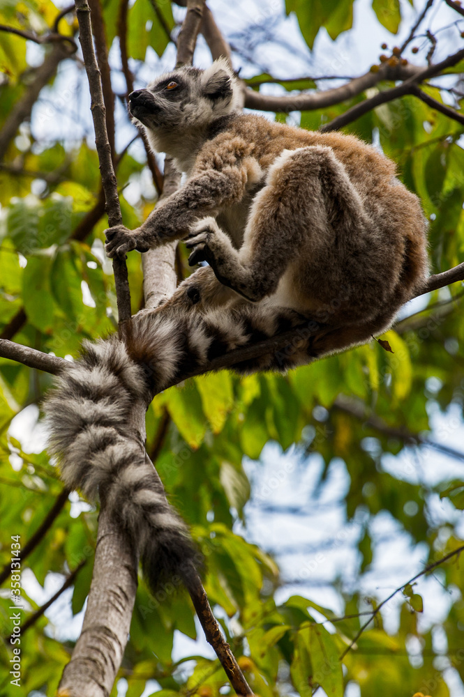 Fototapeta premium Lemurs in Madagascar
