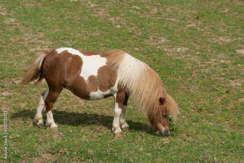 piccolo cavallo mentre pascola sull erba