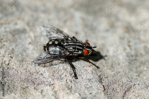 Diptera Meat Fly Insect On Stone Wall