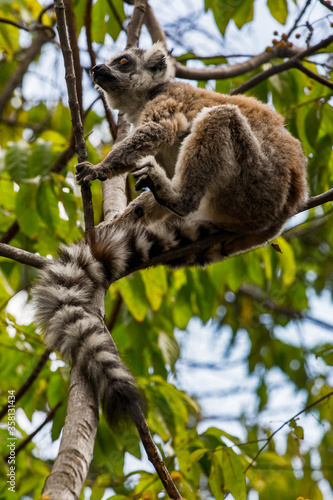 Fototapeta Naklejka Na Ścianę i Meble -  Lemurs in Madagascar