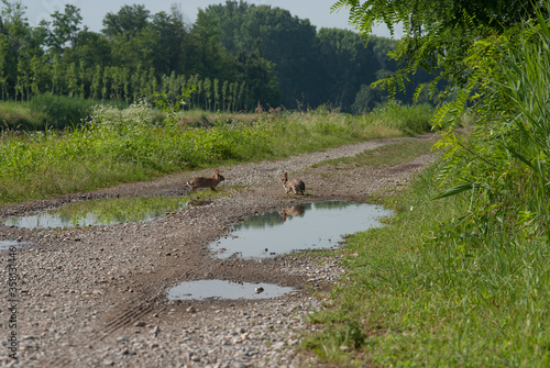 conigli selvatici vagano per la campagna photo
