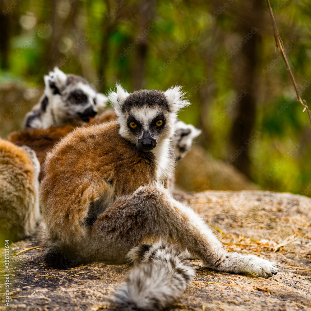 Obraz premium Lemurs in Madagascar