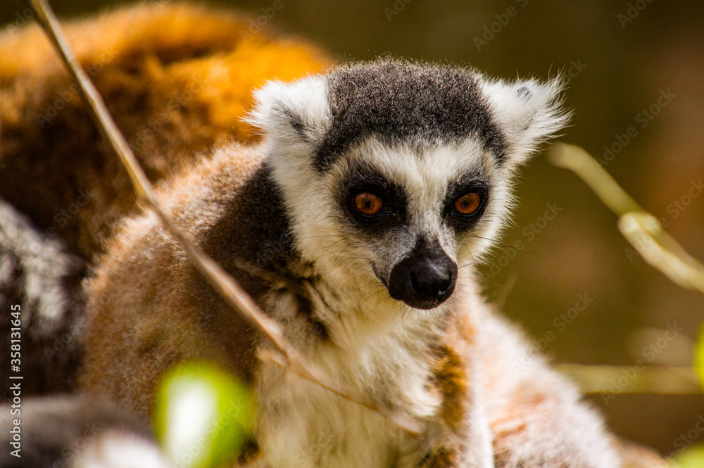 Fototapeta premium Lemurs in Madagascar