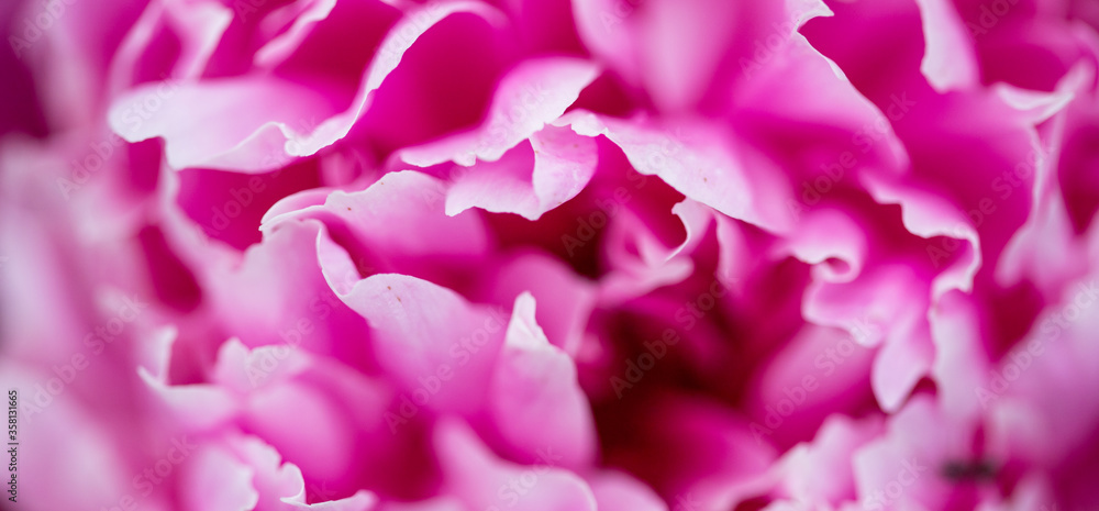 abstract background of pink petals abstract background of pink petals