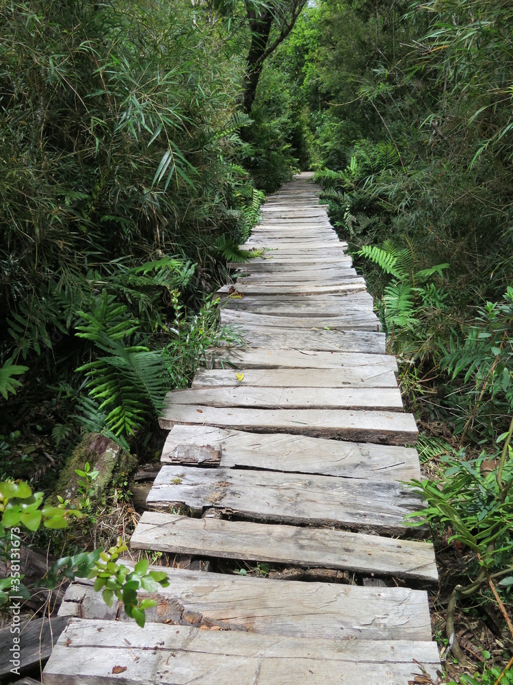 the boardwalk Sendero Los Quiles in the Chiloe National Park on Chiloe island, Chile, January the boardwalk Sendero Los Quiles in the Chiloe National Park on Chiloe island, Chile, January