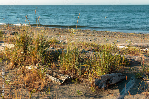 Beach grasses and driftwood along shorline of Strait of Juan de Fuca, Washington State, USA photo