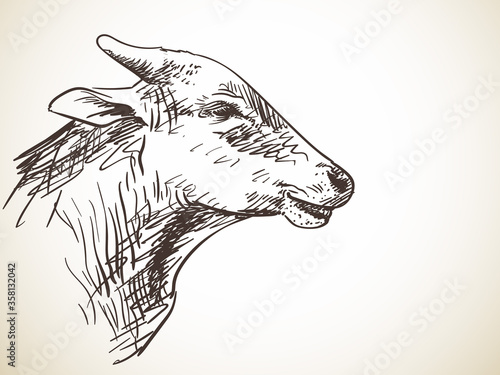 cow
