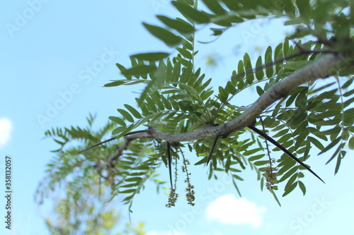 Acacia large thorns