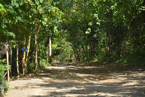 Calinawan road with surrounding trees along the way