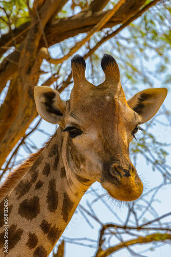 Animals in Senegal © Anton Ivanov Photo