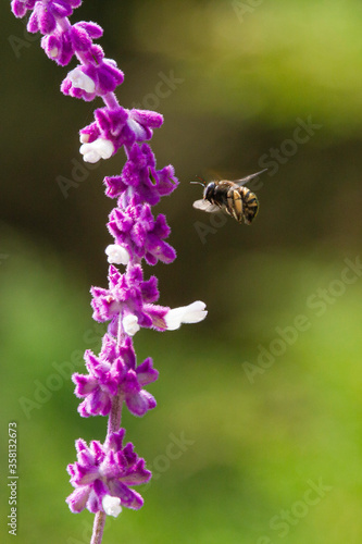 bumblebee pollinating flower © +NatureStock